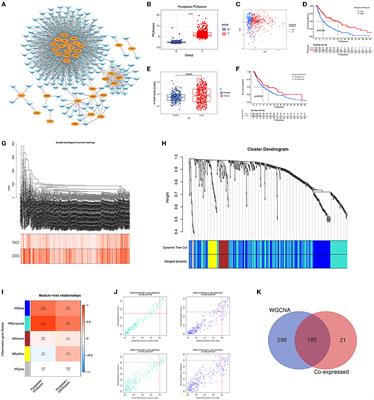 A Novel Pyroptotic and Inflammatory Gene Signature Predicts the Prognosis of Cutaneous Melanoma and the Effect of Anticancer Therapies